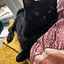 black_cat, cat, pet, animal, feline, indoor, cozy, blanket, pillow, resting, relaxed, window, natural_light, fur, whiskers, ears, eyes, home, soft_texture, comfort