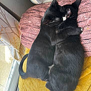 Storm is registered to the contest to win money with this photo: cat, kitten, black_cat, sleeping, snuggling, cozy, blanket, pillow, indoor, sunlight, window, cute, pet, animal, fur, whiskers, ears, tail, resting, domestic_cat