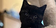 Storm joined the competition — help win amazing prizes! cat, kitten, black_cat, pet, animal, cute, feline, indoor, cat_tree, soft_texture, cozy, paw, curious, young_cat, domestic_cat, fur, whiskers, closeup, looking, playful