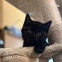cat, kitten, black_cat, pet, animal, cute, feline, indoor, cat_tree, soft_texture, cozy, paw, curious, young_cat, domestic_cat, fur, whiskers, closeup, looking, playful