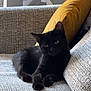 black_cat, cat, pet, animal, couch, furniture, yellow_pillow, indoor, relaxing, cozy, domestic_cat, mammal, feline, resting, soft_light, texture, home, living_room, comfortable, cute