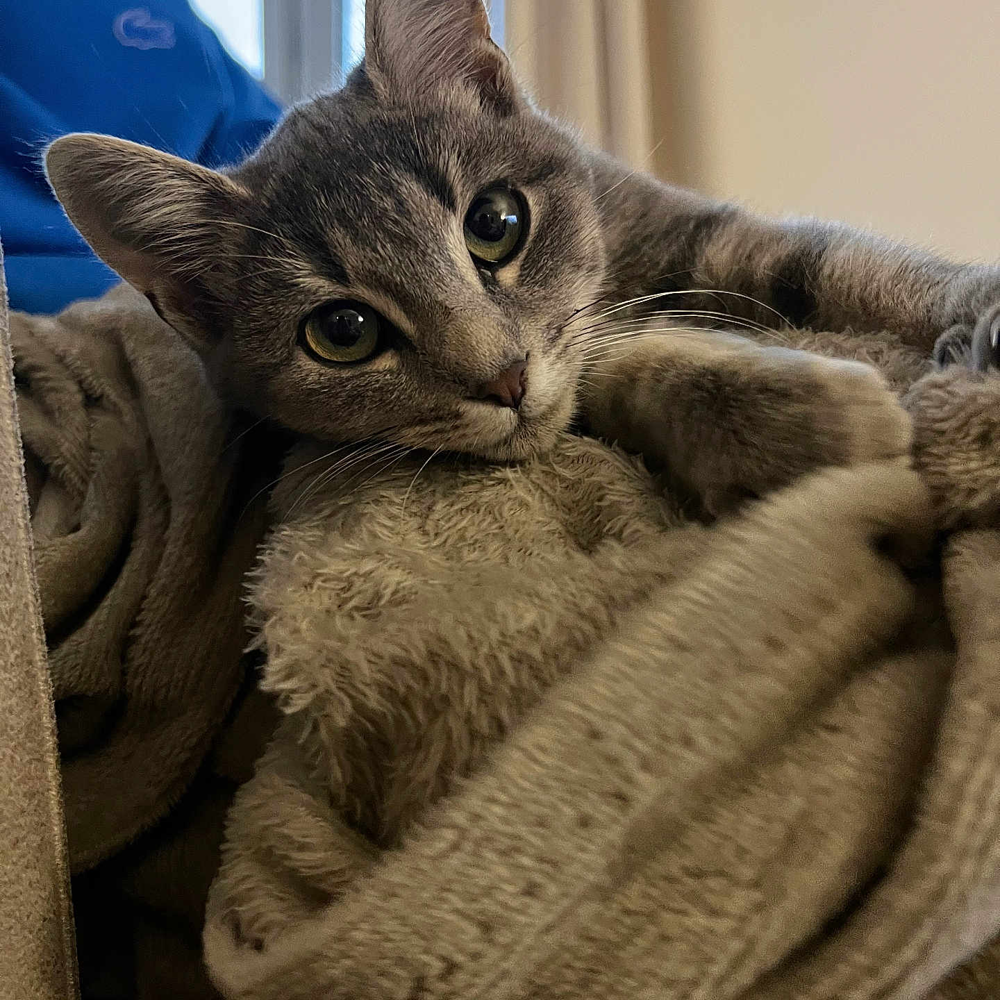 Binouze participe au concours pour gagner de l'argent avec cette photo : cat, gray_cat, pet, feline, animal, closeup, portrait, wide_eyed, green_eyes, whiskers, ears, fur, lying_down, relaxed, blanket, cozy, indoors, window, home, cuddly