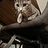 Binouze participe au concours pour gagner de l'argent avec cette photo : cat, gray_cat, pet, feline, animal, whiskers, ears, eyes, paws, fur, sitting, perched, chair, furniture, indoors, home, portrait, close_up, curious, photography
