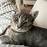 Binouze participe au concours pour gagner de l'argent avec cette photo : cat, gray_cat, tabby, pet, animal, face, eyes, ears, whiskers, tongue, fur, lying_down, lounging, blanket, bed, pillow, indoor, home, portrait, close_up