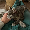 cat, tabby_cat, gray_fur, pet, animal, whiskers, ears, green_eyes, paws, claws, sitting, lounging, lap, human_hand, petting, indoor, living_room, coffee_table, cozy, portrait