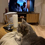 Binouze a rejoint le concours — aidez-le/la à gagner de superbes lots ! cat, gray_cat, indoor, living_room, television, furniture, coffee_table, blanket, relaxed, sitting, side_profile, whiskers, ears, short_hair, pet, home, remote_control, paper_towel, glass, entertainment_center