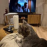 cat, gray_cat, indoor, living_room, television, furniture, coffee_table, blanket, relaxed, sitting, side_profile, whiskers, ears, short_hair, pet, home, remote_control, paper_towel, glass, entertainment_center