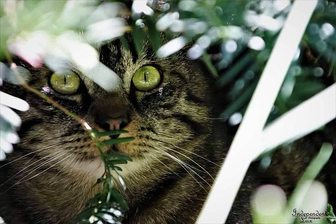 Sushy a rejoint le concours — aidez-le/la à gagner de superbes lots ! black_and_white, black_cat, carnivore, cat, domestic_short_haired_cat, european_shorthair, eye, felidae, grass, green, norwegian_forest_cat, organism, photography, plant, small_to_medium_sized_cats, snapshot, snout, tabby_cat, tree, whiskers