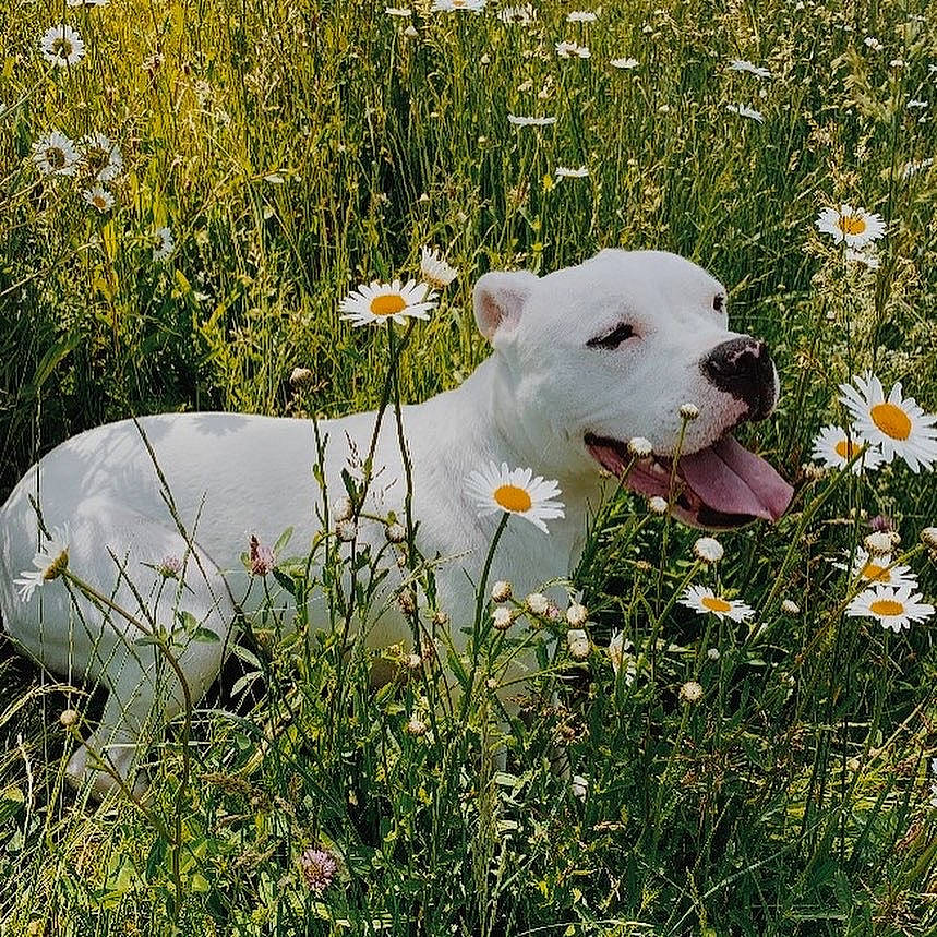 Walnut joined the competition — help win amazing prizes! american_bulldog, canidae, carnivore, cordoba_fighting_dog, dog, dog_breed, dogo_argentino, dogo_guatemalteco, fawn, flower, grass, guard_dog, mammal, non_sporting_group, pit_bull, plant, puppy, spring, vertebrate, wildflower