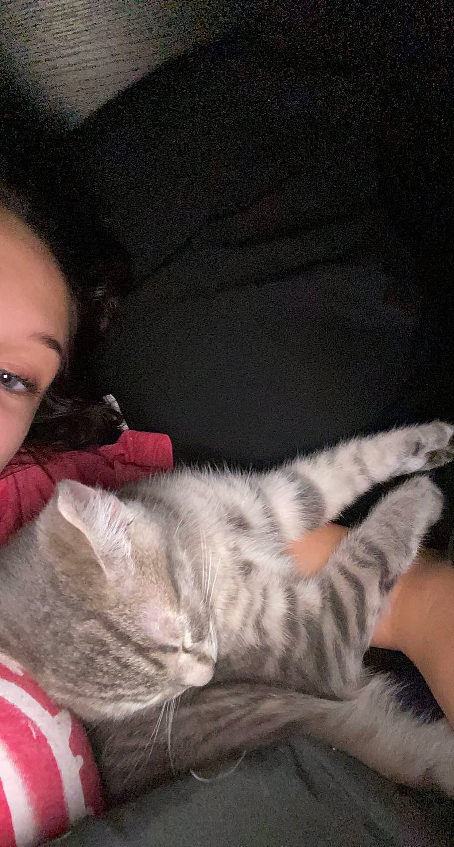 Milo joined the competition — help win amazing prizes! carnivore, cat, comfort, curious, domestic_short_haired_cat, felidae, fur, nap, paw, small_to_medium_sized_cats, vertebrate, whiskers