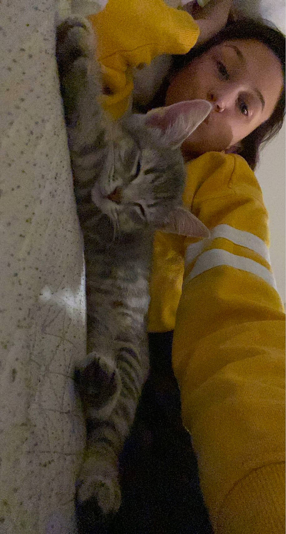 Milo joined the competition — help win amazing prizes! carnivore, cat, comfort, domestic_short_haired_cat, felidae, fur, love, small_to_medium_sized_cats, vertebrate, whiskers, yellow