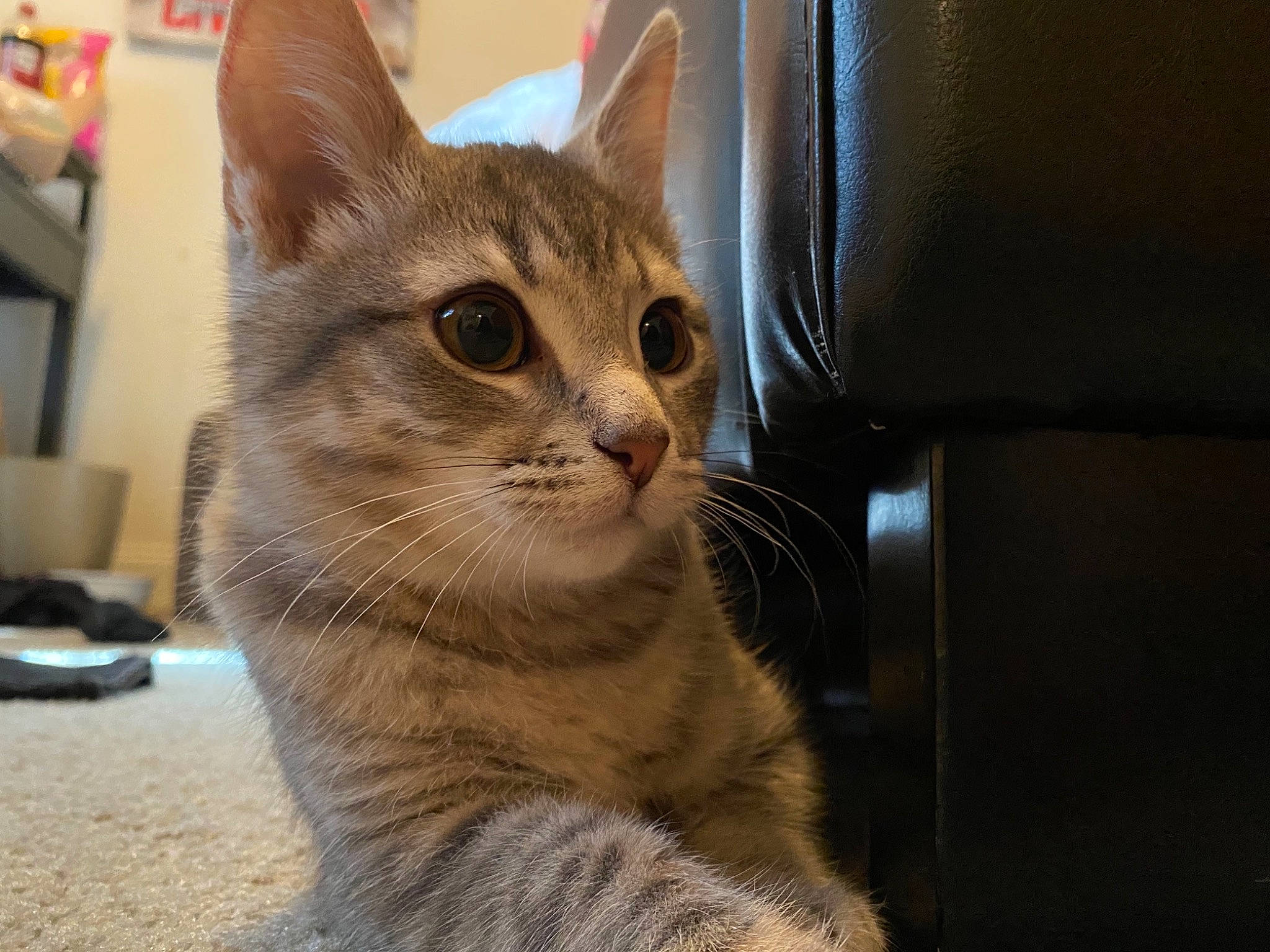 Milo is registered to the contest to win money with this photo: carnivore, cat, domestic_short_haired_cat, fawn, felidae, fur, kitten, pet_supply, small_to_medium_sized_cats, snout, tabby_cat, vertebrate, whiskers