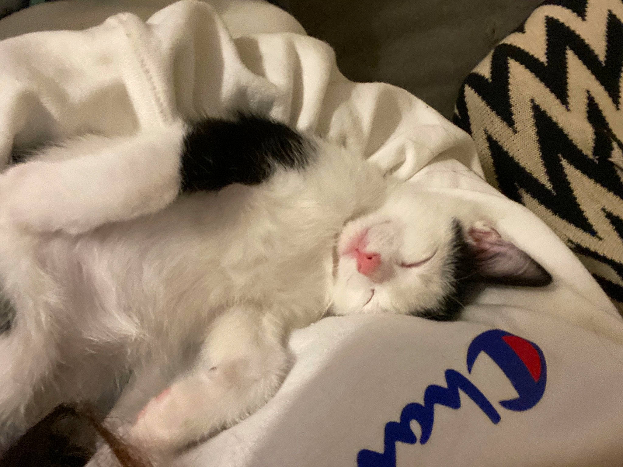 Cardi is registered to the contest to win money with this photo: carnivore, cat, comfort, domestic_short_haired_cat, felidae, fur, mammal, nap, paw, sleep, small_to_medium_sized_cats, snout, vertebrate, whiskers