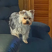 Tj is registered to the contest to win money with this photo: dog, small_dog, furry, pet, indoor, armchair, blue_furniture, wooden_background, cozy, fur, ears, animal, companion, cute, household, portrait, standing, domestic, canine, calm