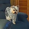 dog, small_dog, furry, pet, indoor, armchair, blue_furniture, wooden_background, cozy, fur, ears, animal, companion, cute, household, portrait, standing, domestic, canine, calm