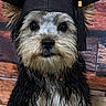 dog, graduation_cap, pet, portrait, cute, fur, animal, face, brown, black, white, small_dog, indoor, looking_at_camera, muzzle, ears, whiskers, collar, expression, background
