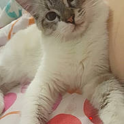 Neige participe au concours pour gagner de l'argent avec cette photo : american_curl, asian, carnivore, cat, claw, fawn, felidae, fur, kitten, mammal, norwegian_forest_cat, paw, polydactyl_cat, ragdoll, small_to_medium_sized_cats, tail, turkish_van, whiskers