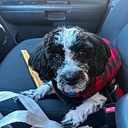Elvis is registered to the contest to win money with this photo: dog, black_and_white, puppy, car_seat, seatbelt, red_jacket, checkered_pattern, pet, travel, vehicle_interior, cup, food, leash, closeup, looking_up, cute, fur, canine, indoor, companion