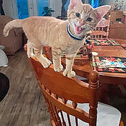 Yeti is registered to the contest to win money with this photo: cat, chair, collar, decor, dining_table, furniture, indoor, kitten, living_room, meowing, orange_tabby, pet, placemat, plant, playful, puzzle, smile, television, wood_floor, wooden_chair