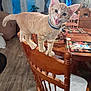 cat, chair, collar, decor, dining_table, furniture, indoor, kitten, living_room, meowing, orange_tabby, pet, placemat, plant, playful, puzzle, smile, television, wood_floor, wooden_chair
