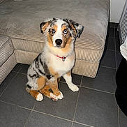Baiko participe au concours pour gagner de l'argent avec cette photo : puppy, dog, australian_shepherd, blue_merle, sitting, portrait, pet, animal, fluffy, collar, red_collar, brown_fur, white_fur, black_fur, blue_eyes, indoor, living_room, couch, tiled_floor, cute