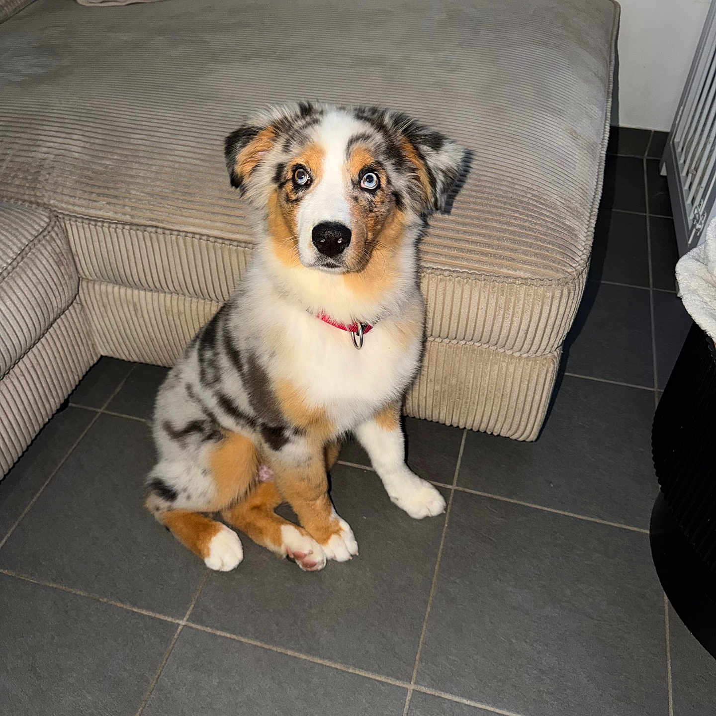 Baiko participe au concours pour gagner de l'argent avec cette photo : puppy, dog, australian_shepherd, blue_merle, sitting, portrait, pet, animal, fluffy, collar, red_collar, brown_fur, white_fur, black_fur, blue_eyes, indoor, living_room, couch, tiled_floor, cute