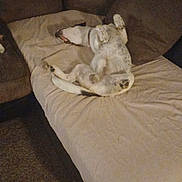 Happy Feet joined the competition — help win amazing prizes! blanket, carpet, collar, couch, cushion, dog, fur, furniture, indoor, living_room, nap, paws_up, pet, pillow, relaxed, sheet, sleeping, sofa, upside_down, white_spotted