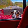 autumn, collar, country_road, dog, grass, pet, pickup_truck, portrait, rear_view, red_interior, road, rural, seat, sign, sky, tailgate, trees, truck_bed, two_lane_road, window