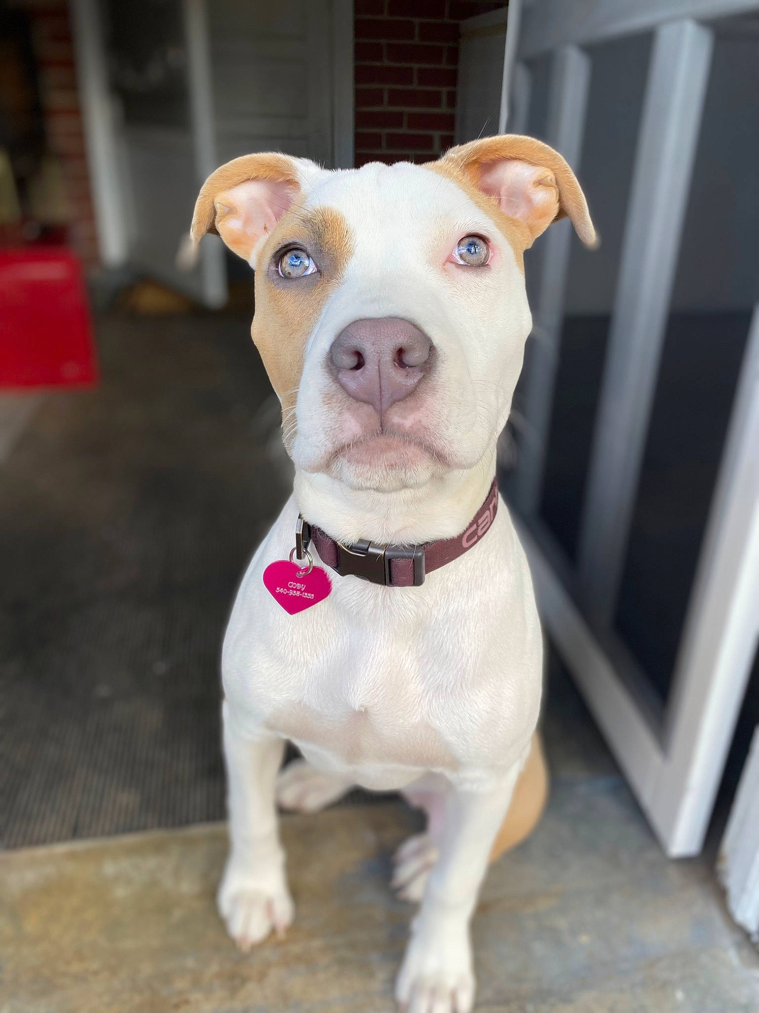 Nugget is registered to the contest to win money with this photo: canidae, carnivore, collar, companion_dog, dog, dog_breed, dog_clothes, dog_collar, dog_supply, fashion_accessory, fawn, leash, non_sporting_group, pet_supply, puppy, snout, sporting_group, tail, whiskers, working_animal