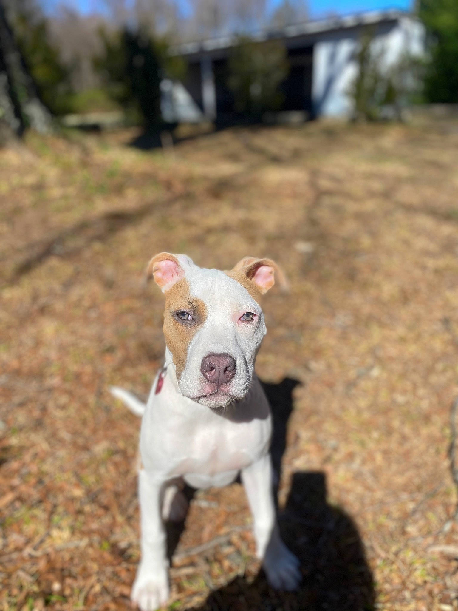 Nugget joined the competition — help win amazing prizes! canidae, carnivore, collar, companion_dog, dog, dog_breed, dog_collar, fawn, grass, non_sporting_group, plant, snout, soil, sporting_group, tail, tree, working_animal, working_dog