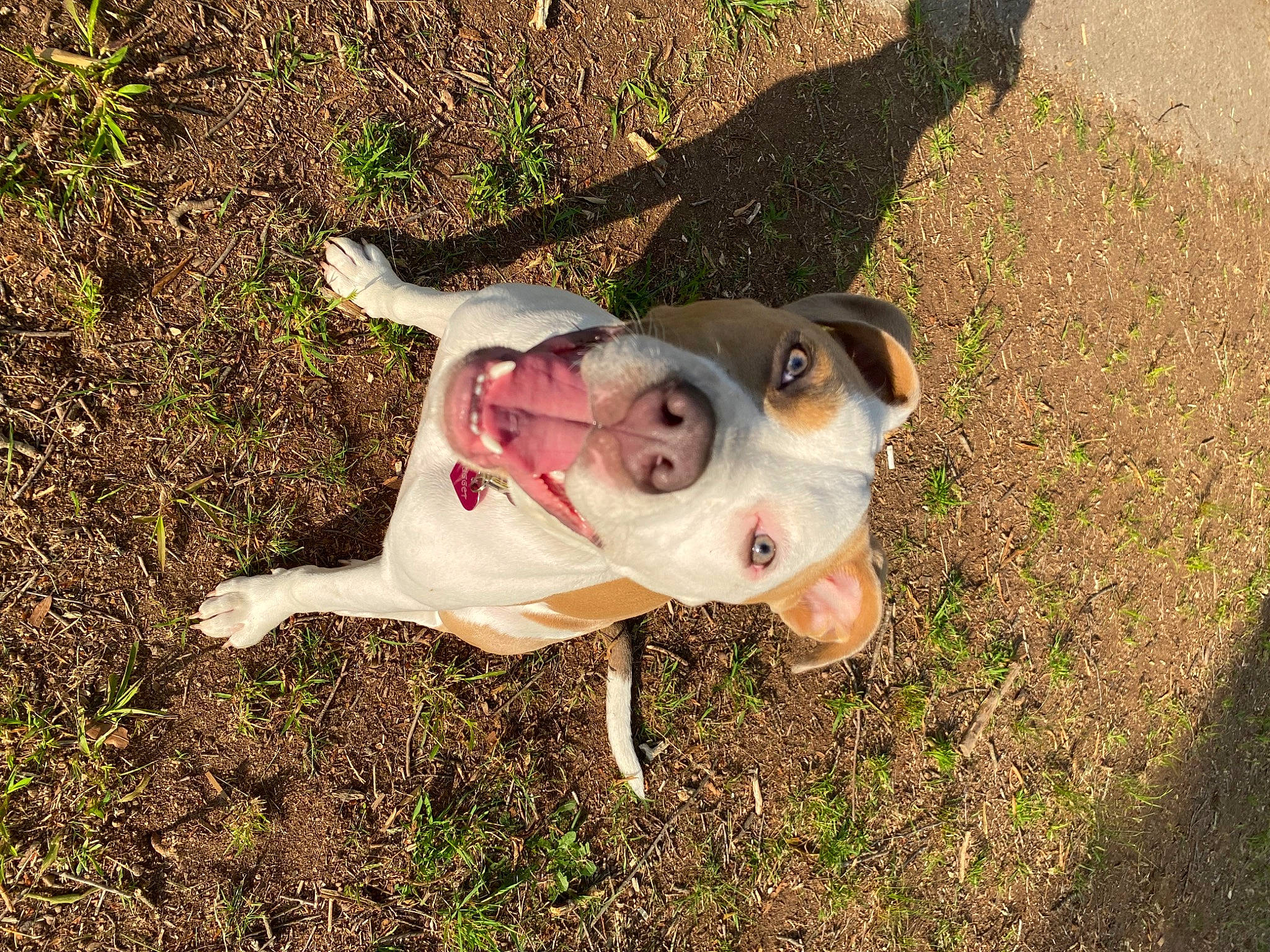 Nugget is registered to the contest to win money with this photo: ball, canidae, carnivore, collar, companion_dog, dog, dog_breed, fawn, grass, guard_dog, non_sporting_group, snout, soil, sporting_group, tail, terrestrial_animal, toy, whiskers, working_animal, working_dog