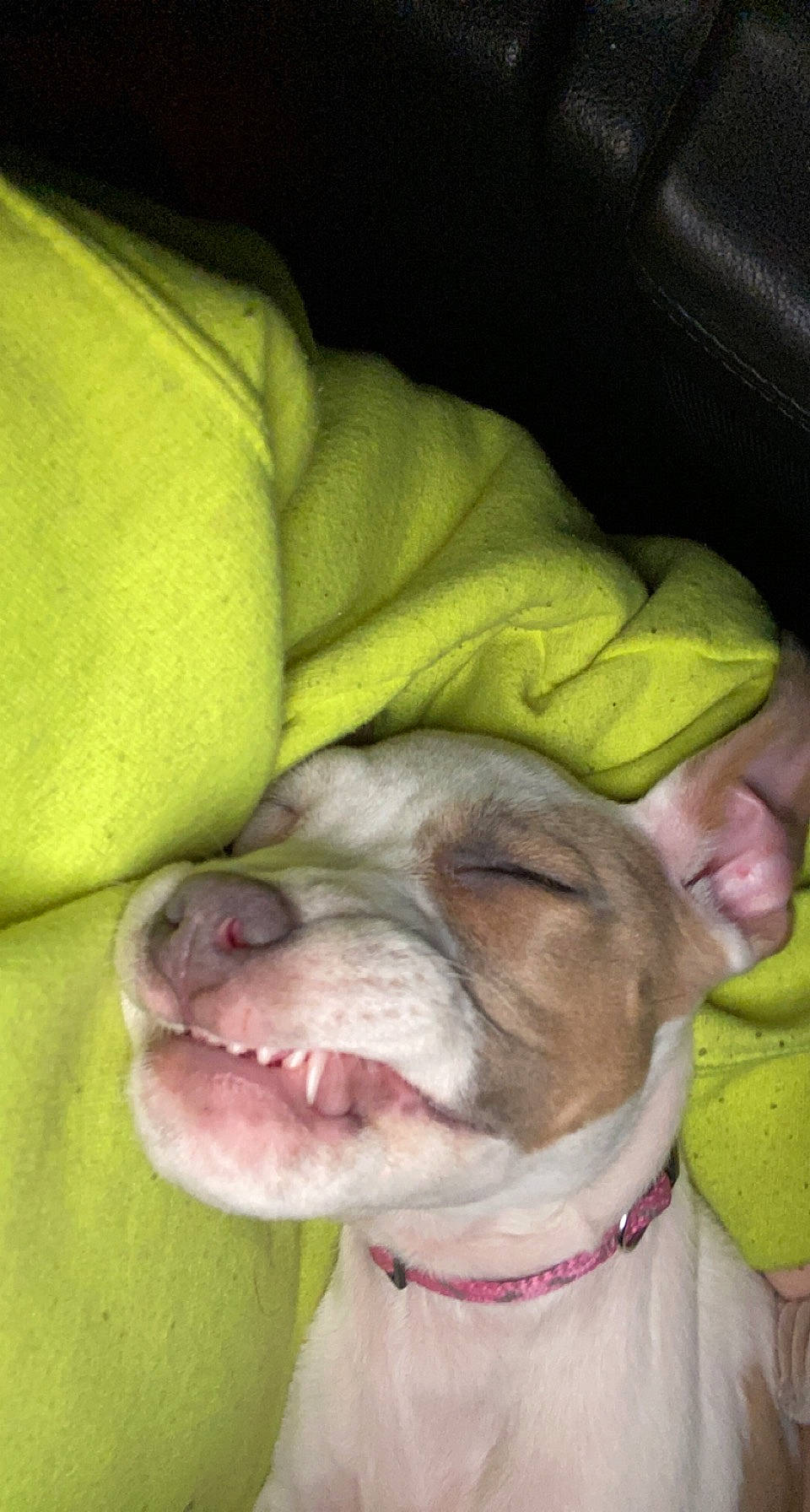 Nugget joined the competition — help win amazing prizes! carnivore, close_up, collar, comfort, companion_dog, dog, dog_breed, dog_collar, ear, fang, fawn, jaw, liver, non_sporting_group, snout, sporting_group, terrestrial_animal, whiskers, working_animal, wrinkle