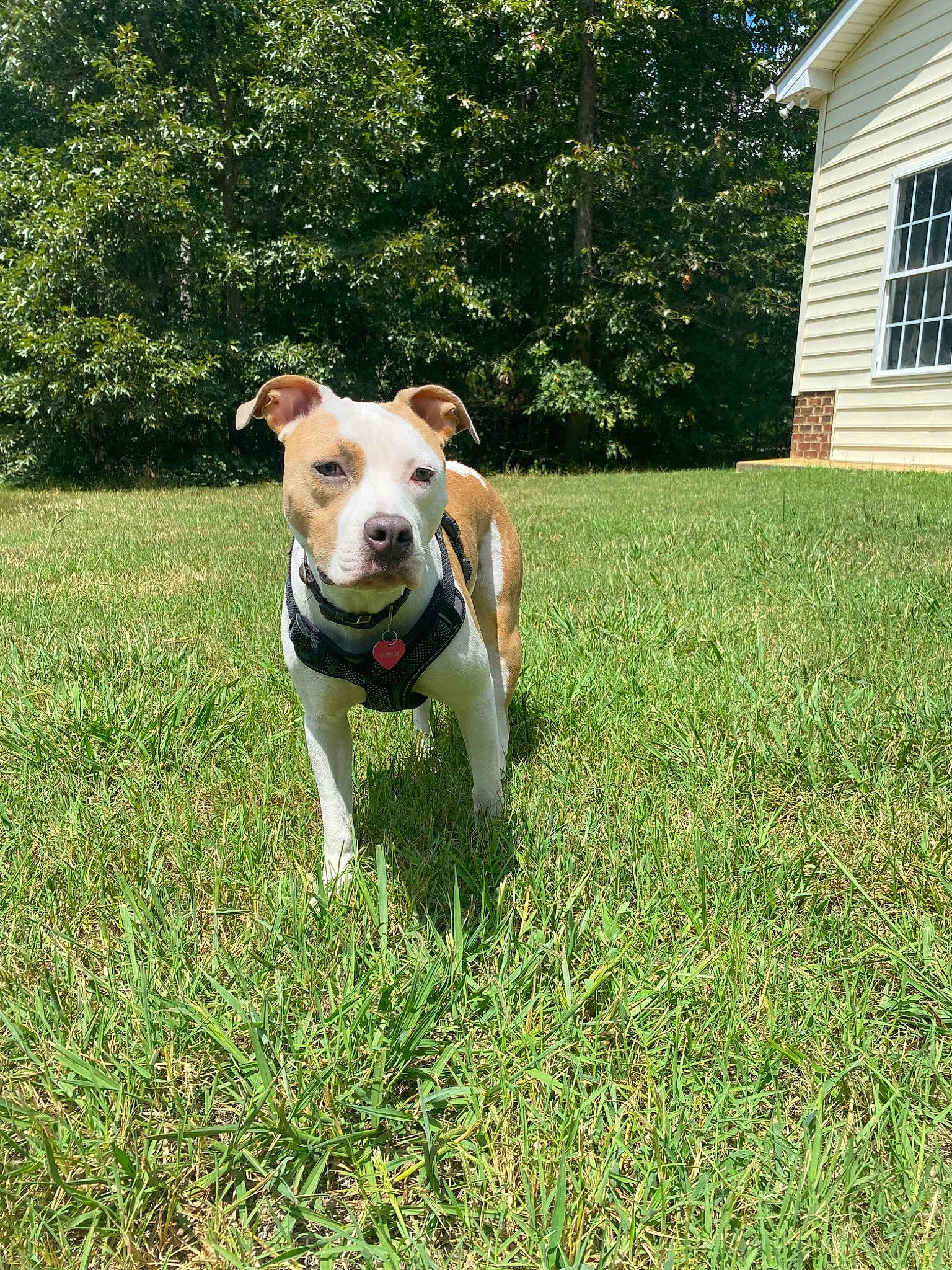 Nugget is registered to the contest to win money with this photo: canidae, carnivore, collar, companion_dog, dog, dog_breed, dog_collar, dog_supply, fawn, grass, non_sporting_group, pet_supply, plant, snout, sporting_group, tail, tree, whiskers, window, working_animal