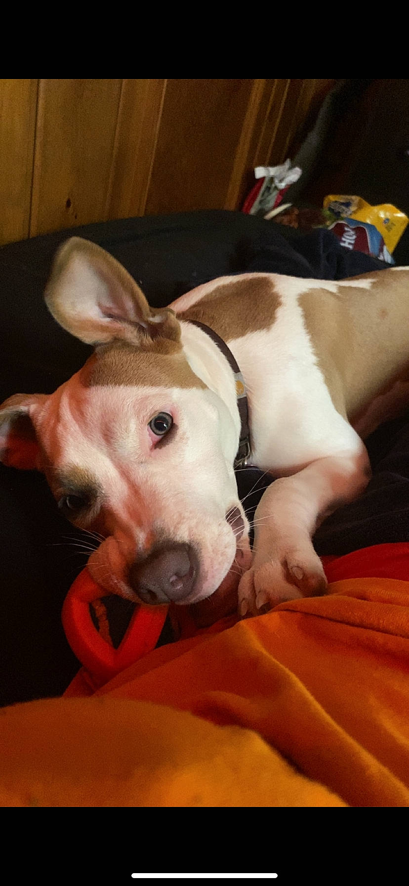 Nugget is registered to the contest to win money with this photo: bull_terrier, bull_terrier_miniature, canidae, carnivore, collar, comfort, companion_dog, dog, dog_breed, dog_collar, dog_supply, english_white_terrier, fawn, non_sporting_group, old_english_terrier, pet_supply, sporting_group, terrestrial_animal, whiskers, working_animal