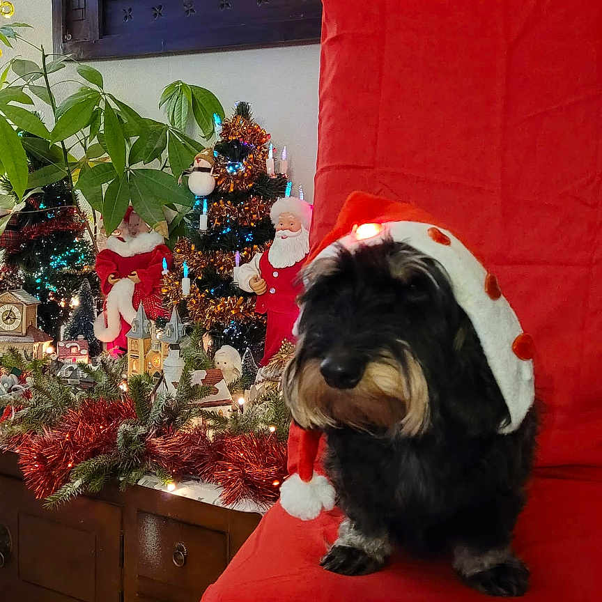 Fouinette a rejoint le concours — aidez-le/la à gagner de superbes lots ! animal, architecture, building, canine, christmas, christmasdecorations, couch, dog, face, furniture, head, indoors, livingroom, person, pet, photography, plant, portrait, pottedplant, room