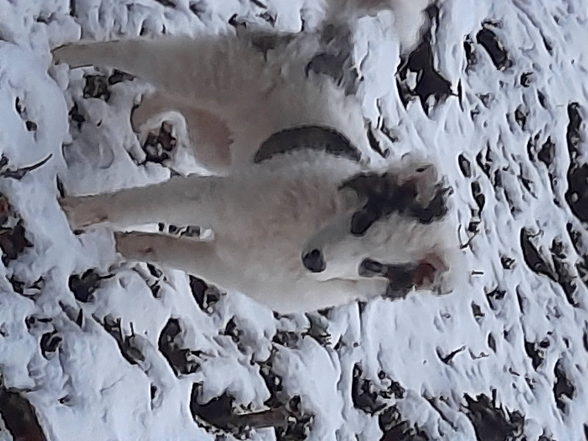 Uriel a rejoint le concours — aidez-le/la à gagner de superbes lots ! art, black_and_white, branch, freezing, frost, geological_phenomenon, glacial_landform, monochrome, monochrome_photography, pattern, plant, precipitation, rock, snow, style, tree, twig, wildlife, winter, wood