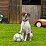Sally participe au concours pour gagner de l'argent avec cette photo : animal, backyard, collar, cute, daylight, dog, domestic_animal, grass, greenery, leisure, mammal, outdoor, pet, playing, sitting, soccer_ball, spotting, summer, toy_car, wooden_shed