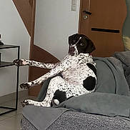 Sally a rejoint le concours — aidez-le/la à gagner de superbes lots ! animal, canine, couch, curious, dog, domestic_animal, door, furniture, gray_blanket, home, household, indoor, living_room, looking_back, pet, relaxed, resting, side_table, spotted_dog, tile_floor