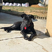 Gaia participe au concours pour gagner de l'argent avec cette photo : accessories, animal, canine, car, dog, flagstone, greatdane, hound, labradorretriever, leash, path, pet, pointer, puppy, sidewalk, slate, strap, transportation, vehicle, walkway