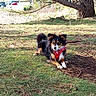 Ullie a rejoint le concours — aidez-le/la à gagner de superbes lots ! attentive, bandana, cars, dog, ears, grass, harness, leash, outdoor, park, parking_lot, paws, pet, pine_needles, portrait, sitting, sunlight, tail, tree, tree_trunk