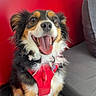 brown_white_black, close_up, couch, dog, ears, fur, happy, harness, indoor, leash, paws, pet_tag, portrait, red_background, sitting, smiling, sofa, three_toned, tongue_out, tricolor
