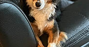 Ullie participe au concours pour gagner de l'argent avec cette photo : close_up, companion_animal, cozy, dog, domestic_animal, ears, eyes, fur, indoor, leather_sofa, living_room, long_hair, looking_at_camera, nose, paws, pet, portrait, recliner, sitting, tricolor_dog
