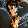 close_up, companion_animal, cozy, dog, domestic_animal, ears, eyes, fur, indoor, leather_sofa, living_room, long_hair, looking_at_camera, nose, paws, pet, portrait, recliner, sitting, tricolor_dog