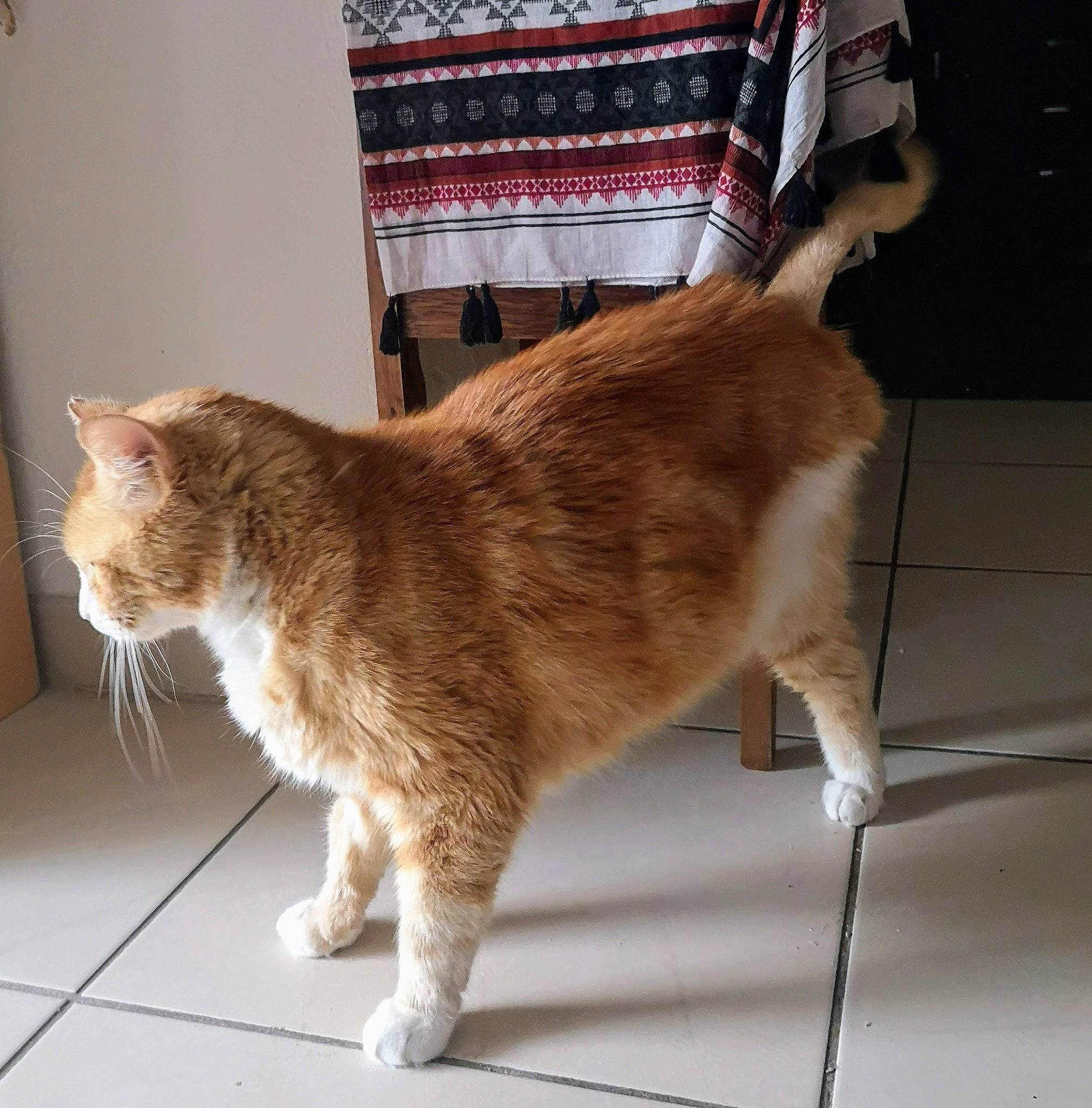Honey participe au concours pour gagner de l'argent avec cette photo : bag, carnivore, cat, claw, collar, domestic_short_haired_cat, fawn, felidae, floor, flooring, fur, metal, paw, small_to_medium_sized_cats, snout, tail, tartan, whiskers, window, wood