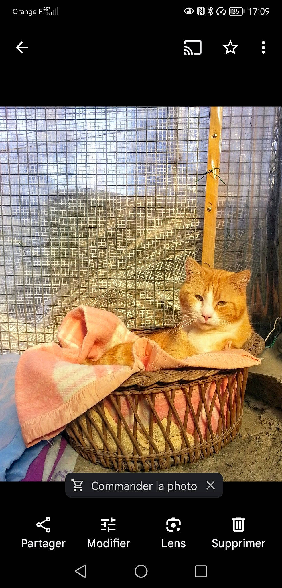 Honey a rejoint le concours — aidez-le/la à gagner de superbes lots ! animal_shelter, basket, cage, carnivore, cat, cat_supply, domestic_short_haired_cat, fawn, felidae, fur, mesh, pet_supply, photo_caption, small_to_medium_sized_cats, snout, tail, vertebrate, whiskers, window, wood