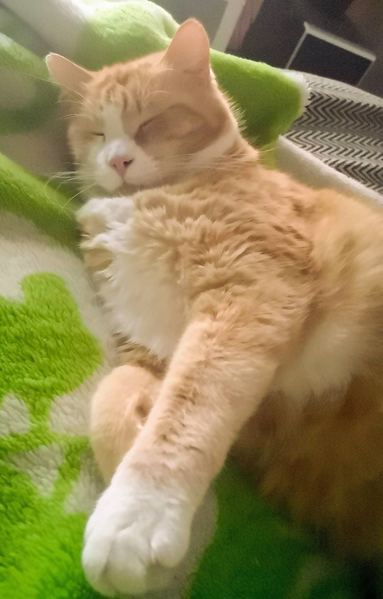 Honey participe au concours pour gagner de l'argent avec cette photo : carnivore, cat, claw, domestic_short_haired_cat, fawn, felidae, fur, grass, kitchen_appliance, paw, photo_caption, small_to_medium_sized_cats, snout, tableware, tail, terrestrial_animal, whiskers