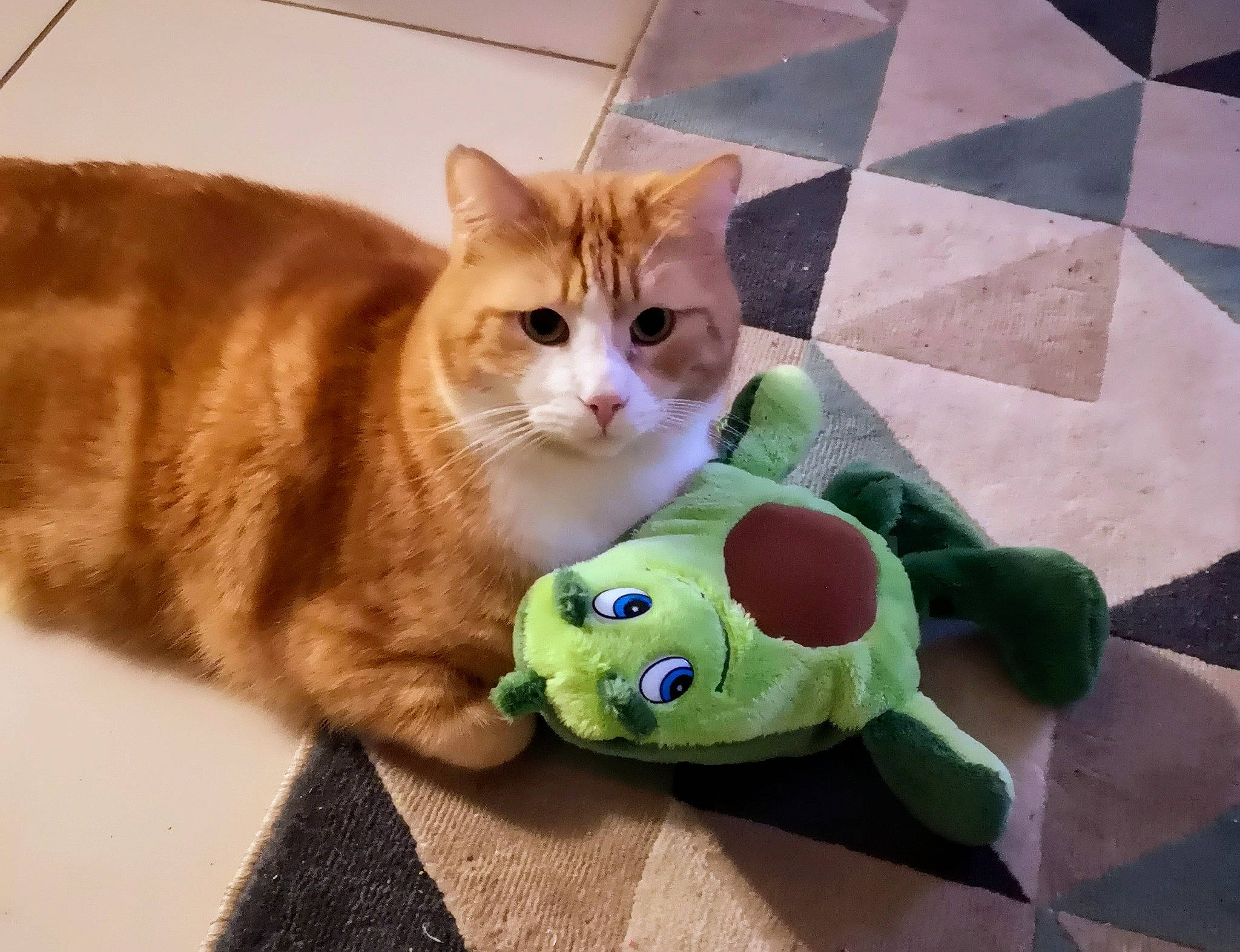 Honey participe au concours pour gagner de l'argent avec cette photo : baby_toys, ball, bed, carnivore, cat, comfort, companion_dog, domestic_short_haired_cat, fashion_accessory, fawn, felidae, fur, paw, plush, small_to_medium_sized_cats, stuffed_toy, tail, toy, whiskers, wood