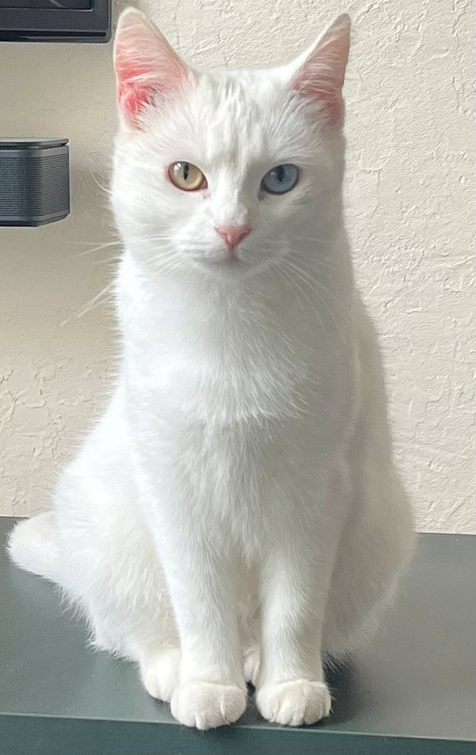 Duchesse a rejoint le concours — aidez-le/la à gagner de superbes lots ! amber_eye, blue_eye, cat, closeup, ears, feline, fluffy_fur, heterochromia, indoor, looking_at_camera, odd_eyes, paws, pet, pink_nose, portrait, sitting, table, textured_wall, whiskers, white_cat