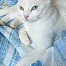amber_eye, bedding, blanket, blue_eye, cat, close_up, cute, domestic_animal, feline, fur, heterochromia, indoor, paw, pet, pink_nose, portrait, relaxed, soft_texture, whiskers, white_cat