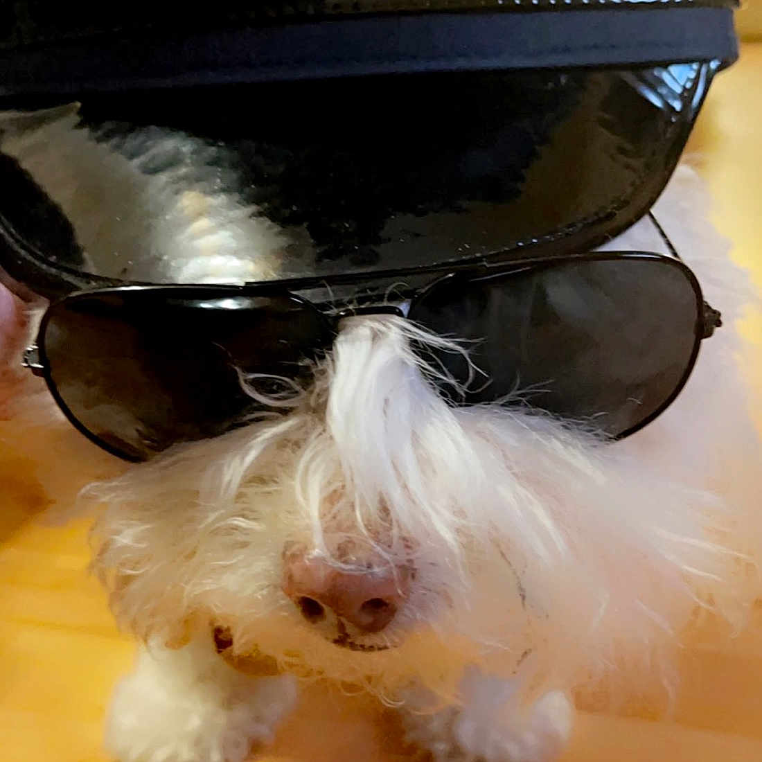 Lexy joined the competition — help win amazing prizes! cap, carnivore, companion_dog, costume_hat, dog, dog_breed, dog_supply, eyewear, fashion_accessory, fawn, fedora, fur, hat, helmet, liver, personal_protective_equipment, snout, sporting_group, toy_dog, whiskers
